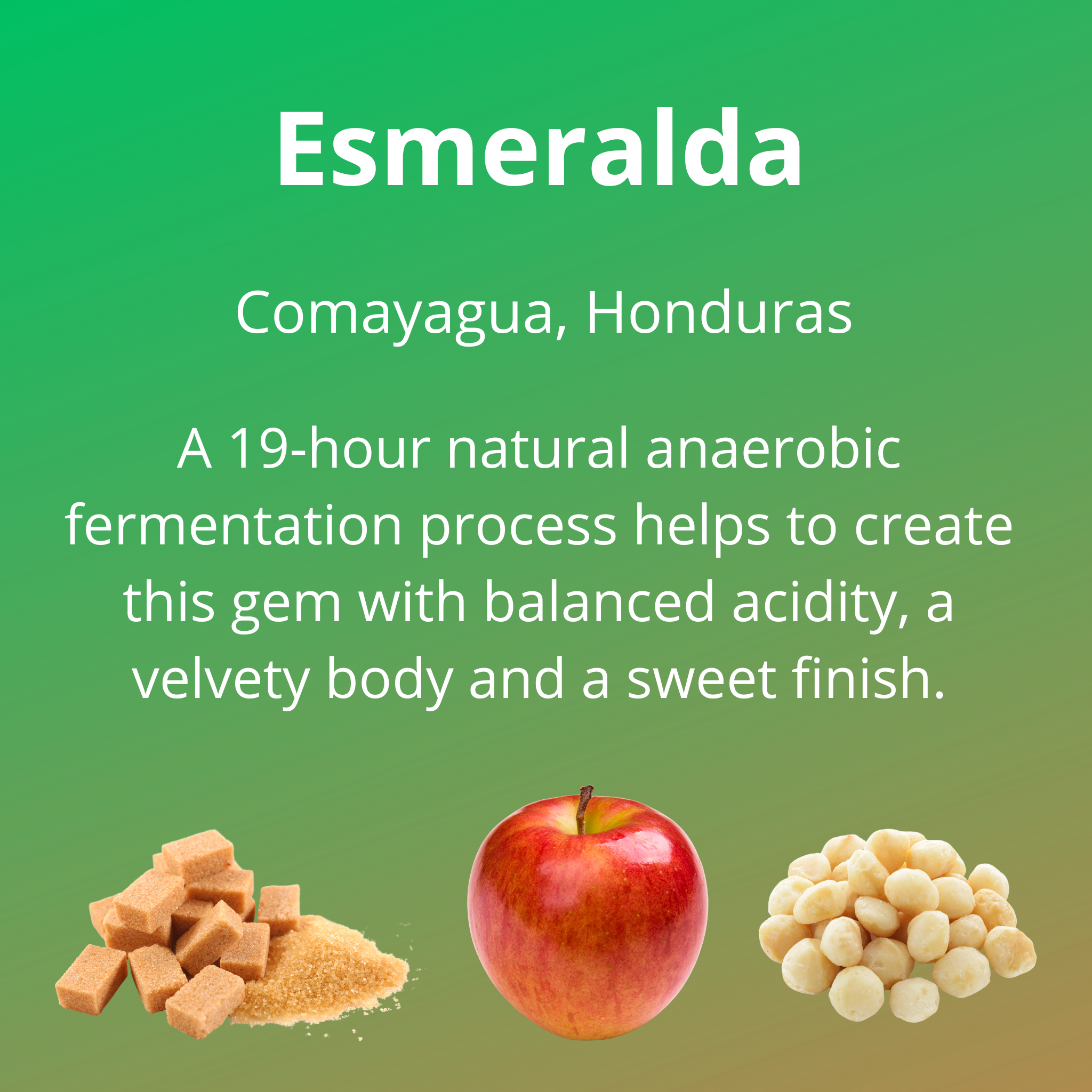 Esmeralda; from Comayagua, Honduras; a 19-hour natural anaerobic fermentation process helps to create this gem with balanced acidity, a velvety body and a sweet finish; with notes of brown sugar, red apple and macadamia nuts