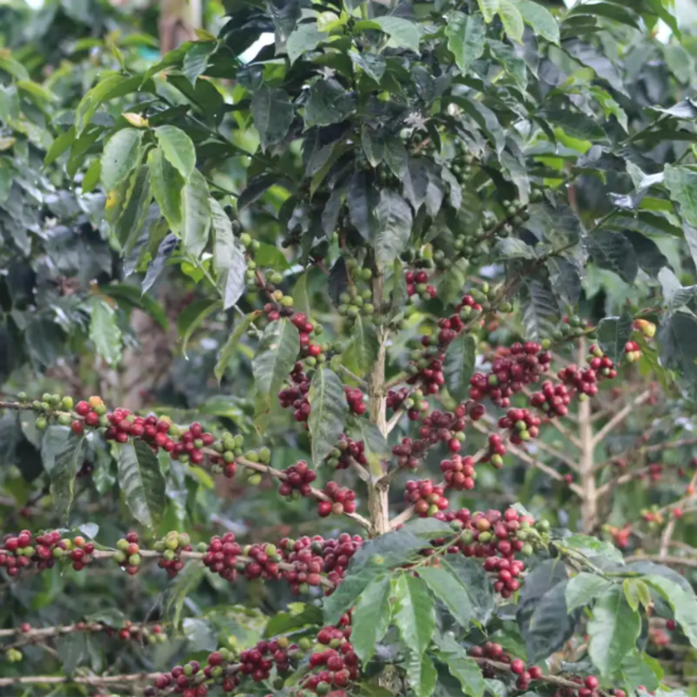 Caturra coffee plant and ripe coffee cherries from the farm of Brayan Alvear