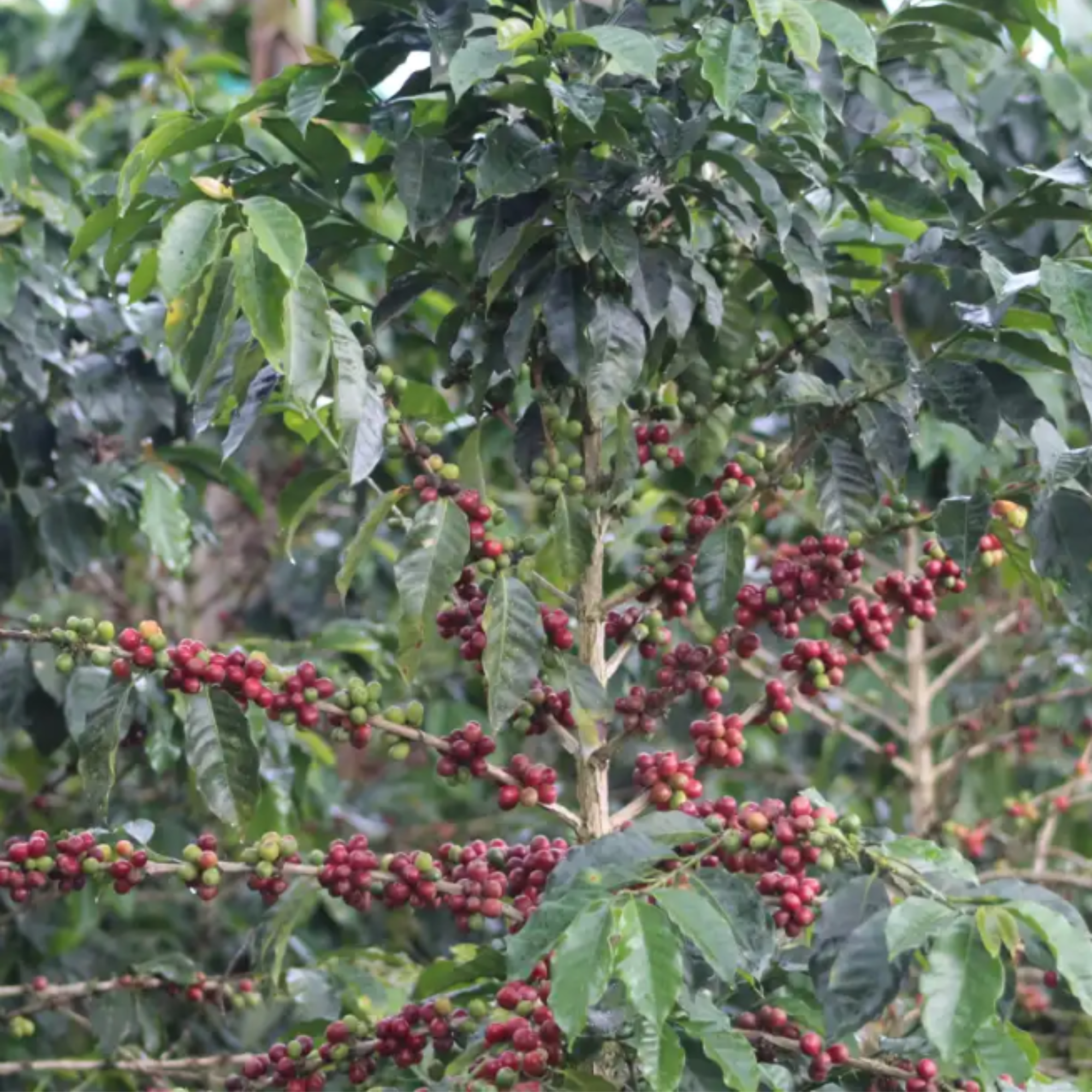 Caturra coffee plant and ripe coffee cherries from the farm of Brayan Alvear