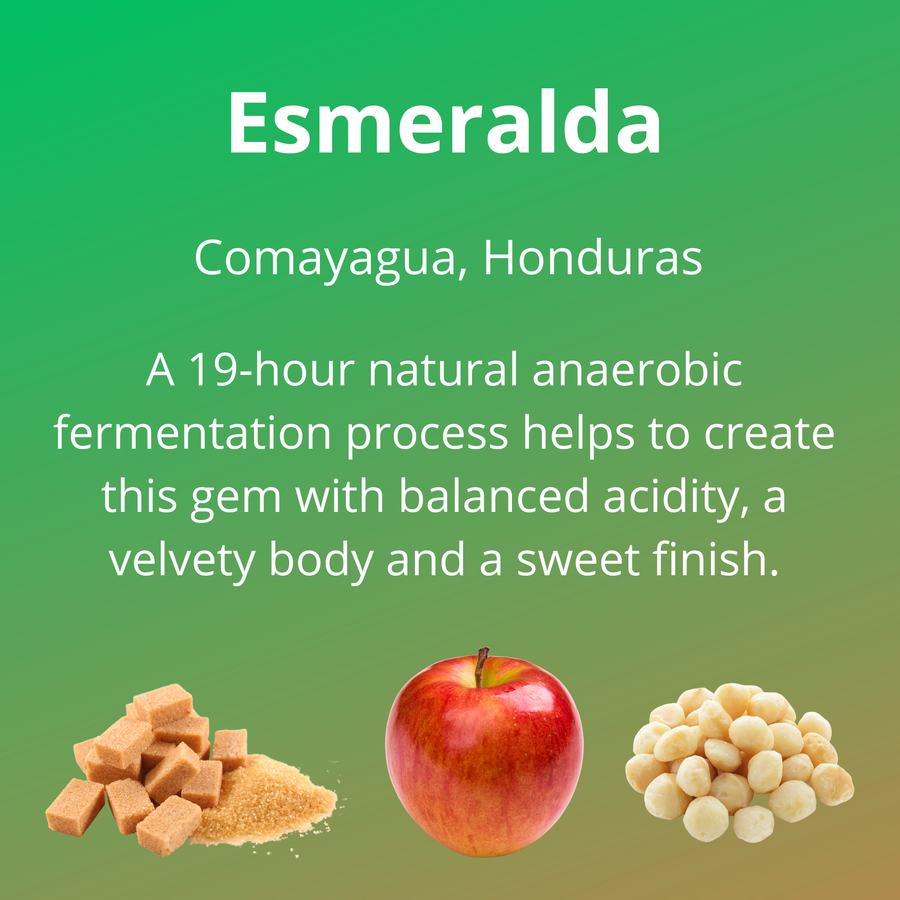 Esmeralda; from Comayagua, Honduras; a 19-hour natural anaerobic fermentation process helps to create this gem with balanced acidity, a velvety body and a sweet finish; with notes of brown sugar, red apple and macadamia nuts