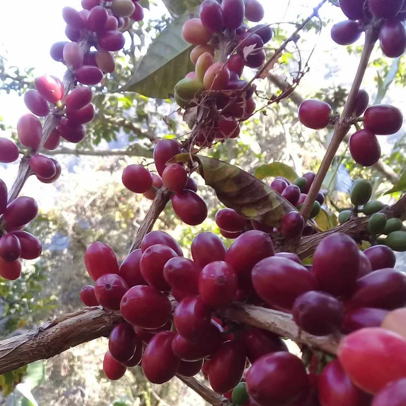 A photo of several branches loaded with ripe Gesha coffee cherries