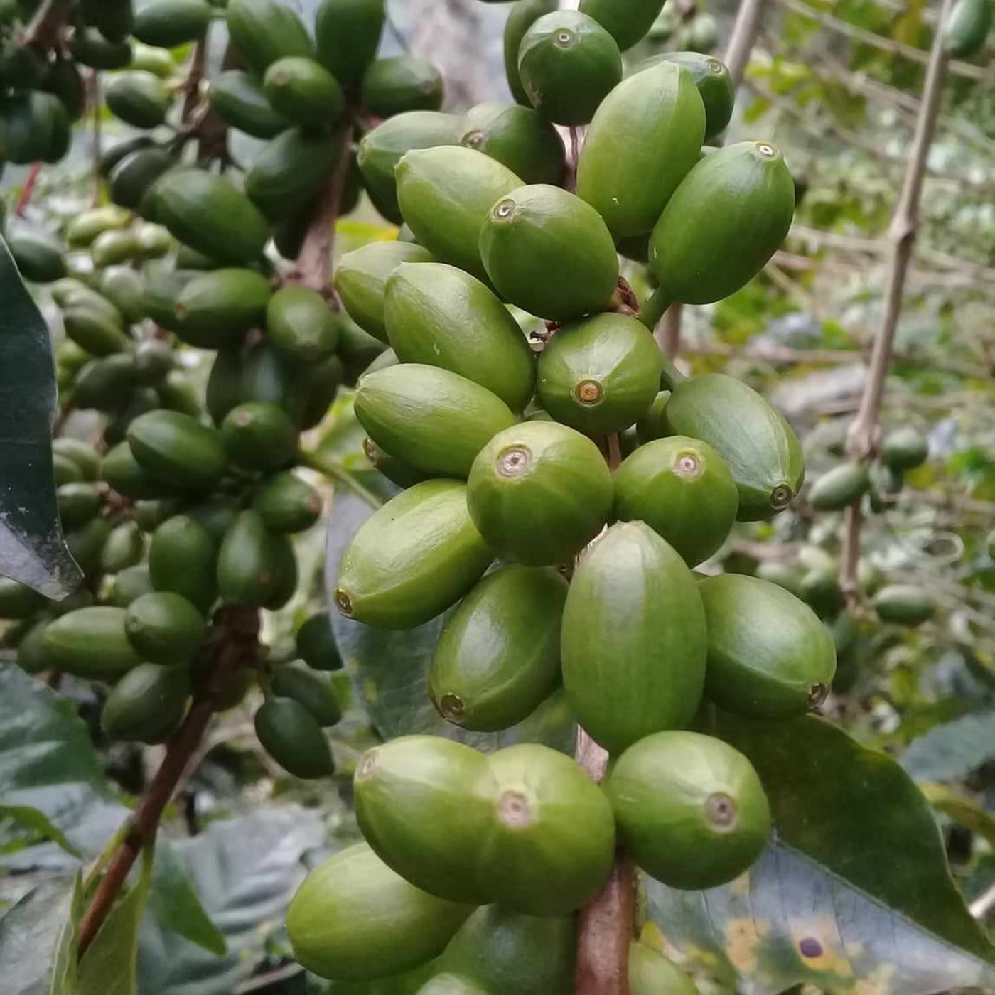 A photo of unripe Gesha coffee cherries on a branch with other unripe Gesha cherries in the background