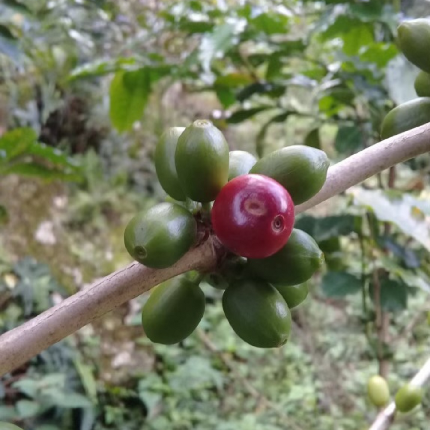 A photo of a branch with all unripe Gesha cherries except for one ripe cherry in the front