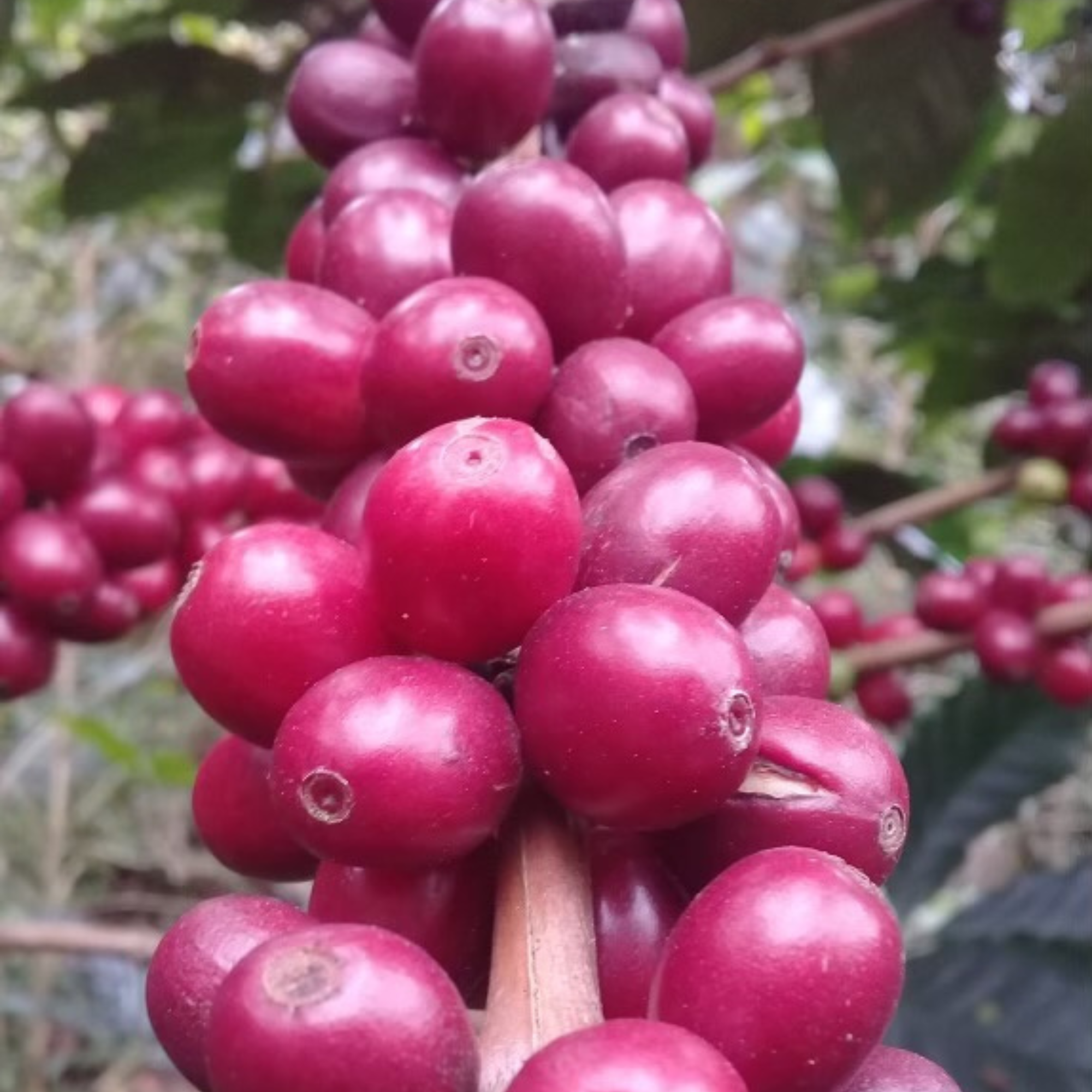 A photo of a branch loaded with ripe Gesha coffee cherries with other ripe coffee cherries in the background