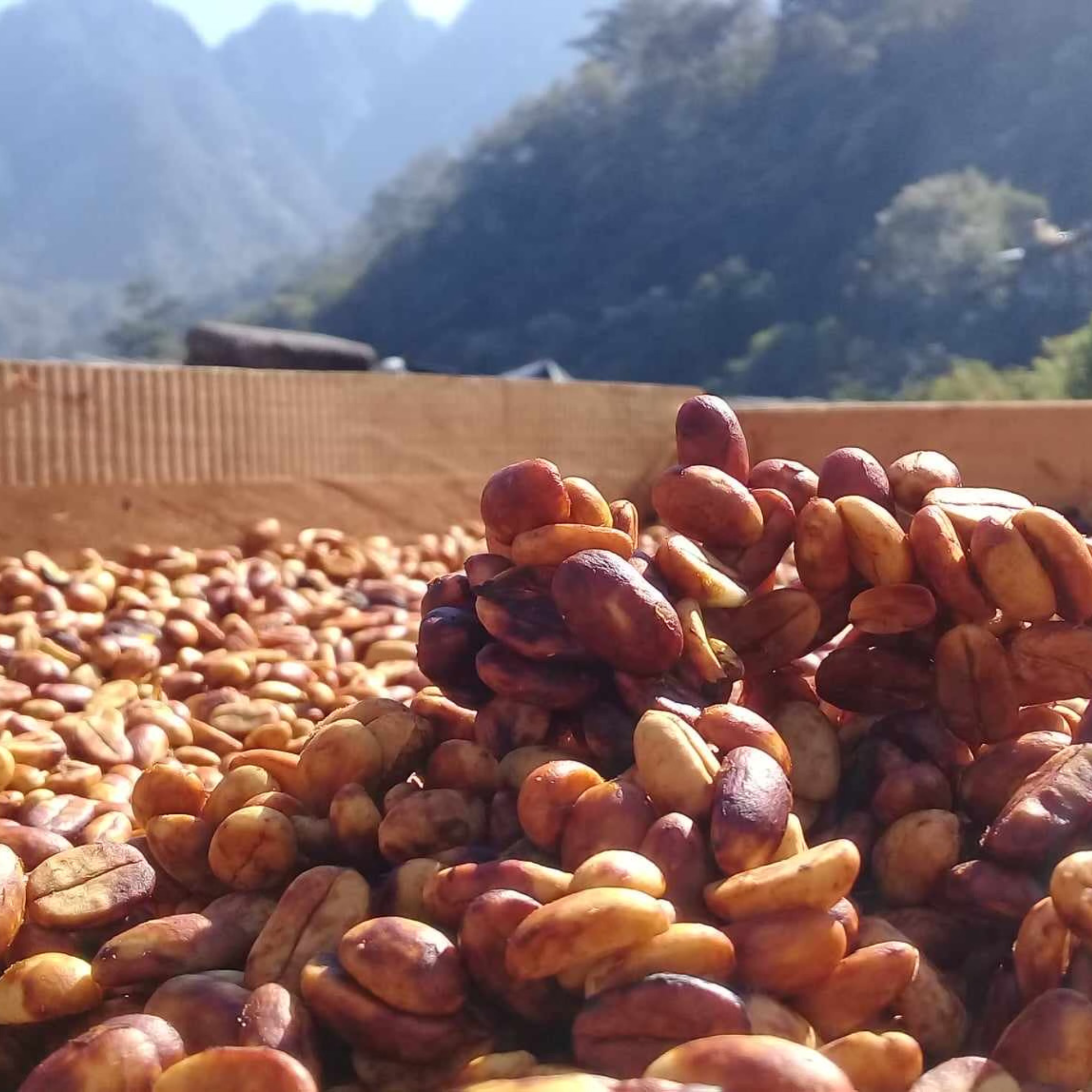 A photo of coffee cherry seeds (aka coffee beans) outside in a bed during the yellow honey process; mountains in the background